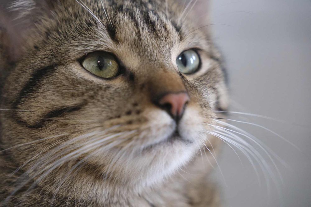 Rysiu…Ryś szuka domu