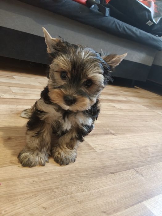York pies  mini Yorkshire terrier miniaturka piesek