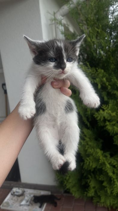 Маленькі кошенята в добрі руки!!!
