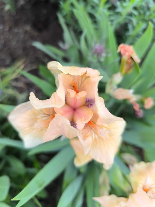 Карликові іриси набір