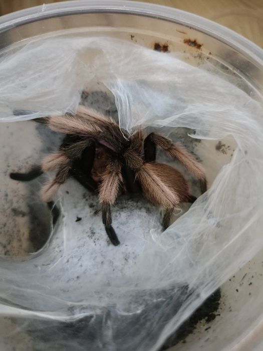 Dorosłe samce Chilobrachys natanicharum