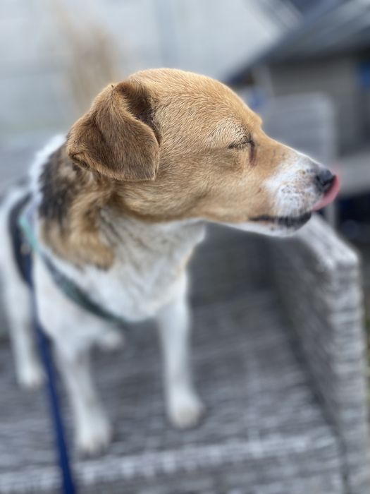 3 letnia suczka do adopcji za darmo