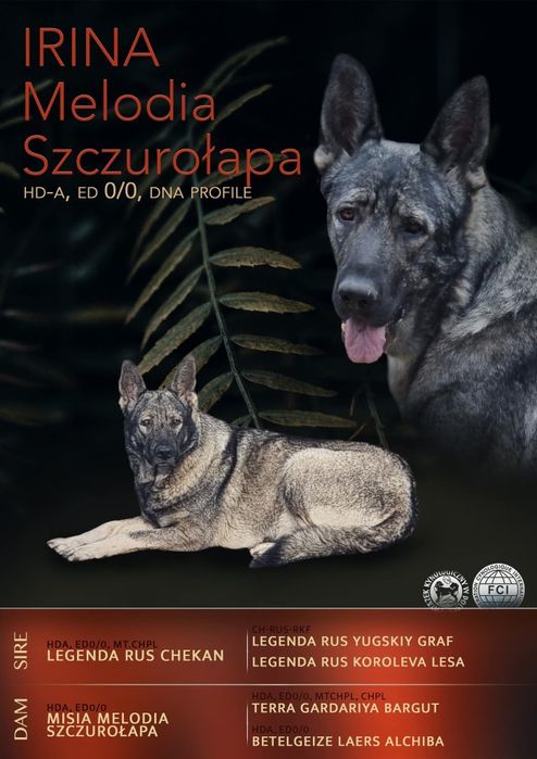Owczarek wschodnioeuropejski sunia