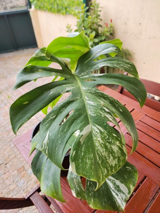 Monstera Variegata