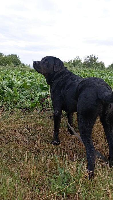 Шукаємо дівчину .