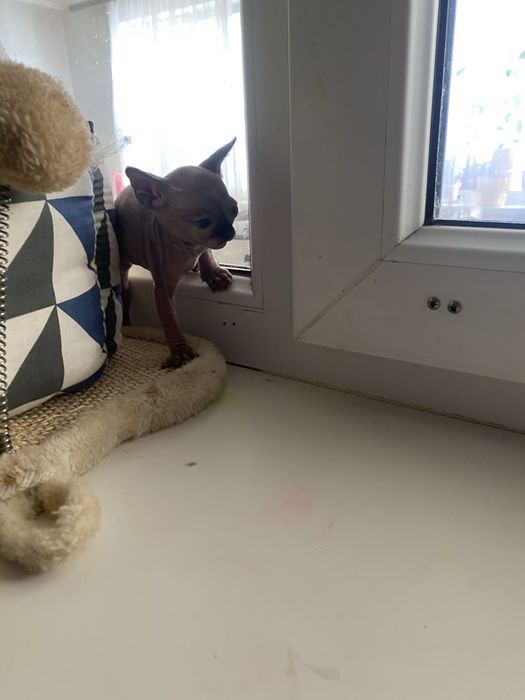 Кошенята канадського сфінкса