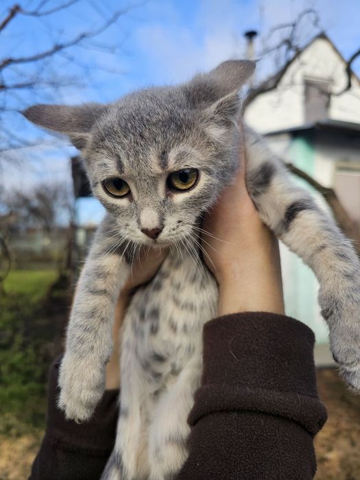 Дітлахи шукають родину у Новорічні свята