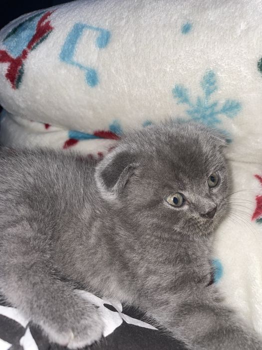 Висловуха кішечка