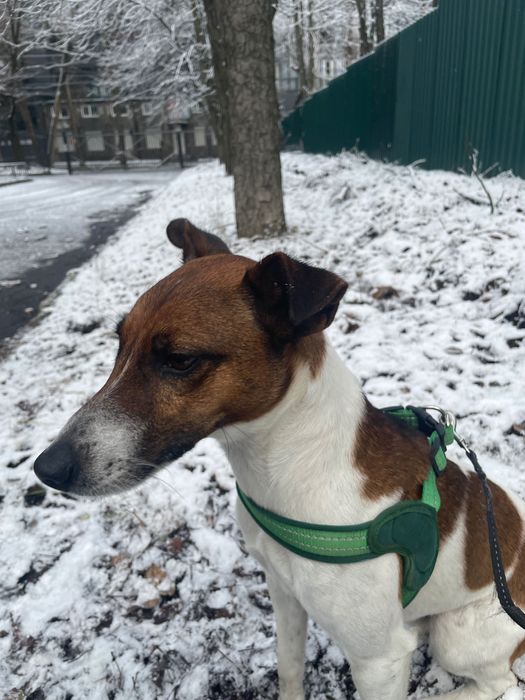 Фокстерьер, вязка