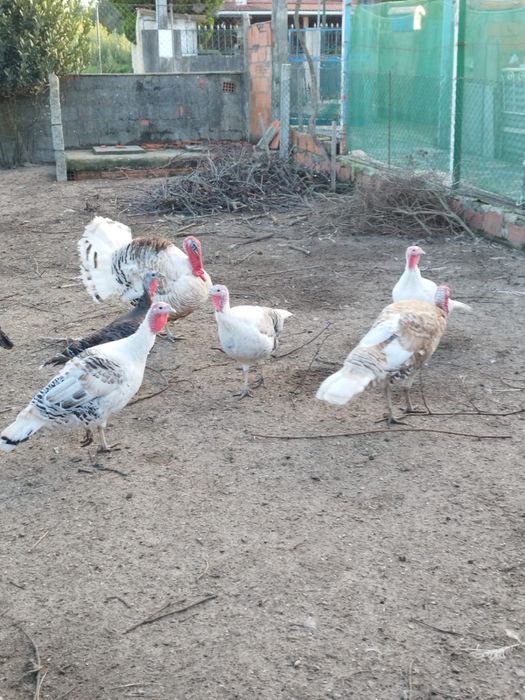 Perus vende se (machos e femeas)