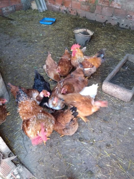 Ovos galinha galados
