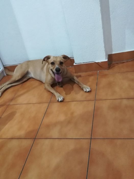 Cães para adoção