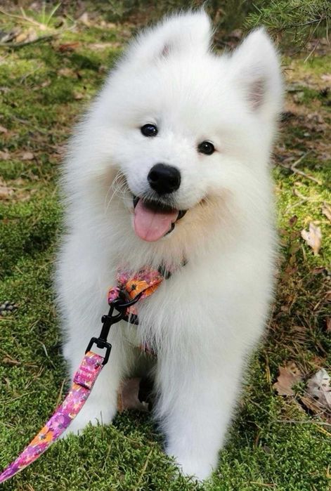 Suczka samoyed z rodowodem szczenię