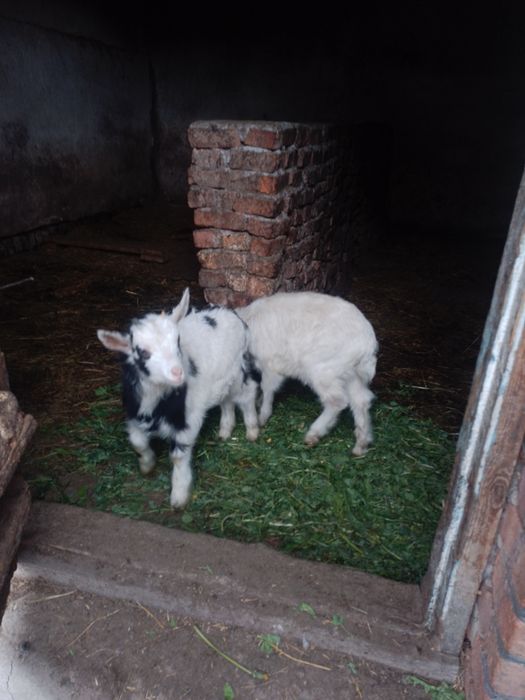 Козиня козинята козлята цапки цап