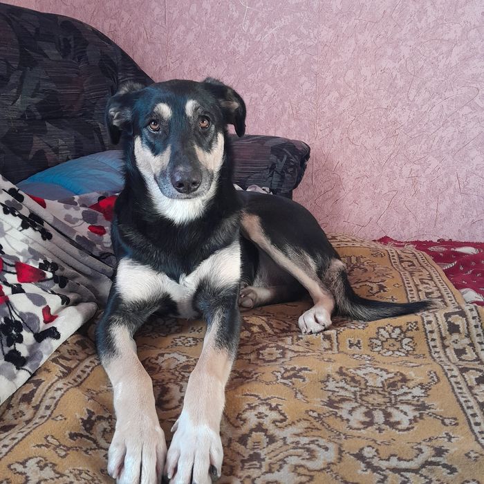 Дівчінка шукаю дім