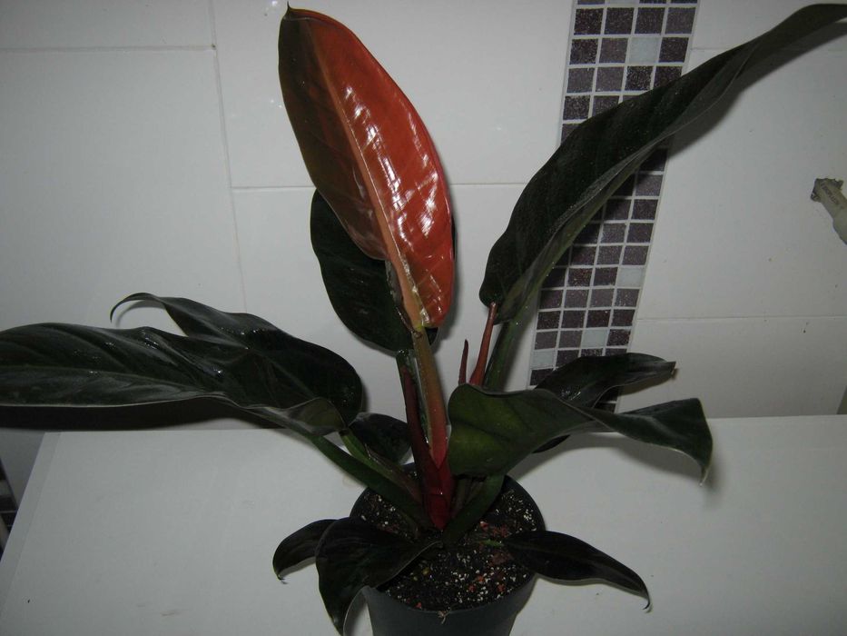 Филодендрон пинк принцесс марбл вайт принцесс империал ред детки от100