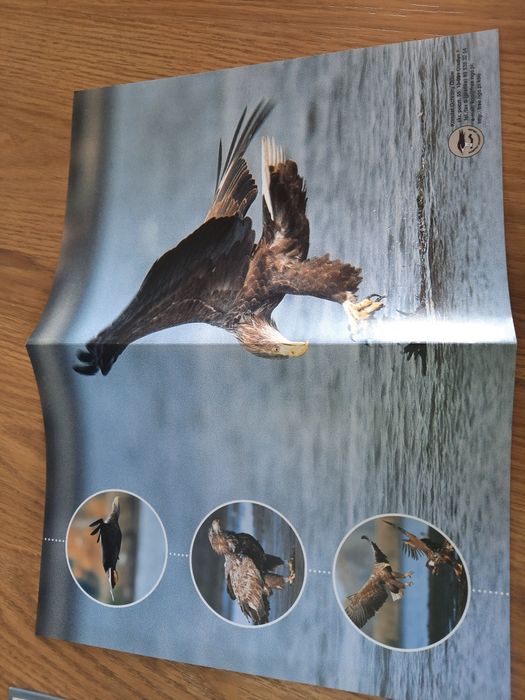 Ptaki drapieżne  segregator