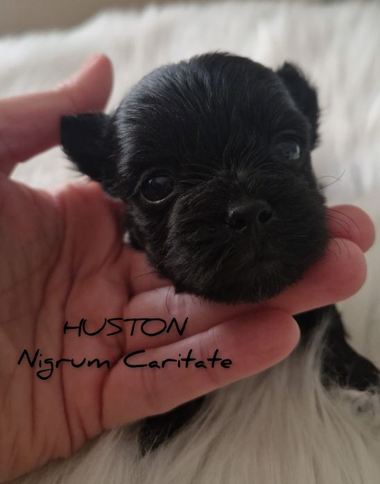 York black mini boy czarny mini chłopczyk