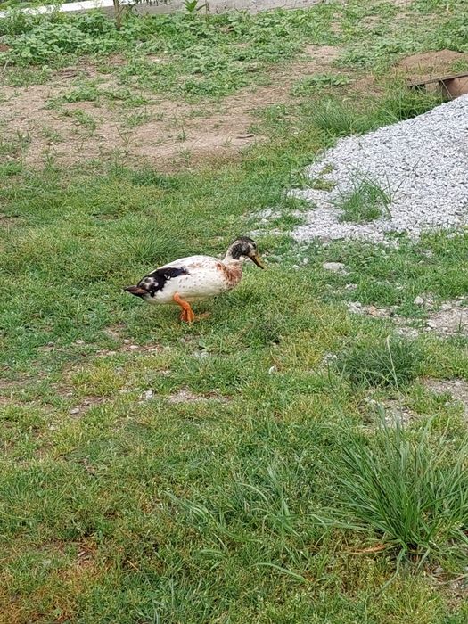 Pato real macho adulto