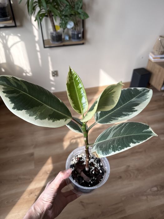 Fikus sprężysty (figowiec)