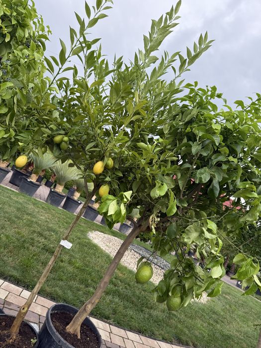 Drzewka Owocowe  | Cytryna Limonka Mandarynka Kumkwat Granat Pomarańcza | Palmania