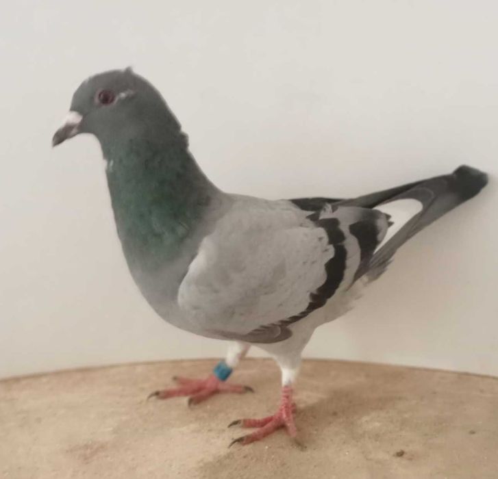 Lindo pombo correio de 2026