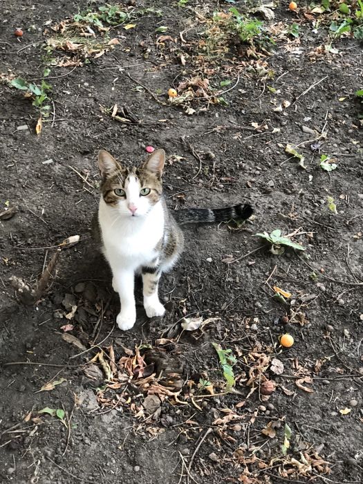 Котик 3 года,отдам надежным людям.