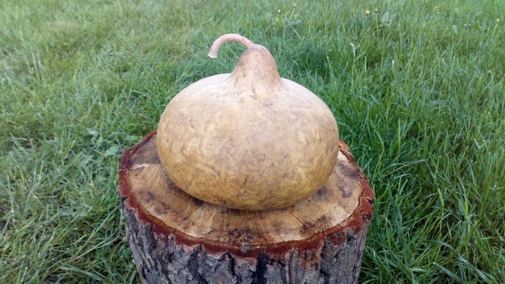 Tykwa Calabash odmiana Kettle Gourds, czajnik .