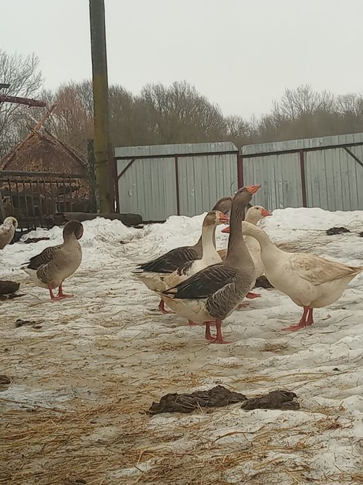Продам гусі на розведення