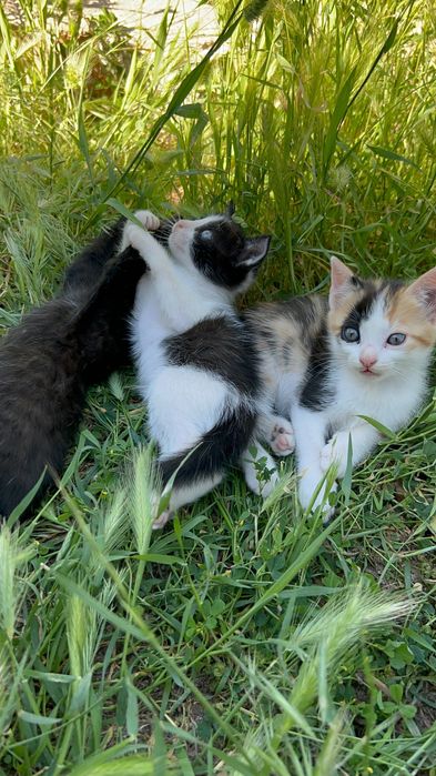 Gatinhos para Adoção Gratuita – 8 Semanas