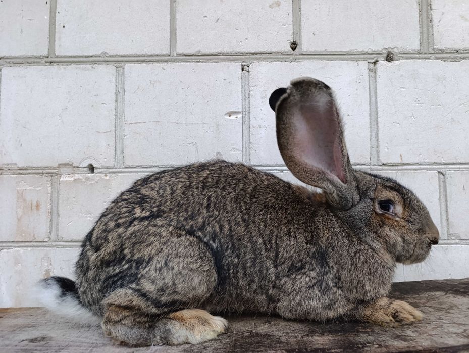 Króliki króle królik olbrzym belgijski srokacz niemiecki samica samiec