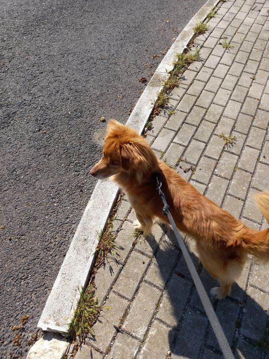 Cão para adoção castanho