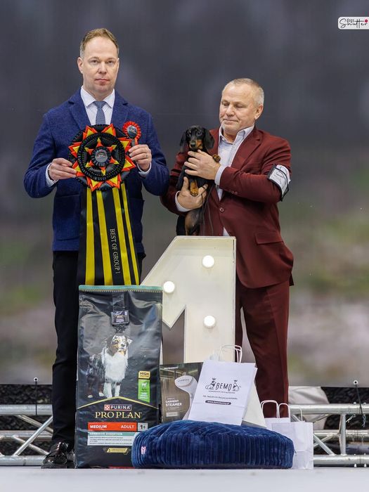 Jamnik krótkowłosy miniaturowy / króliczy
