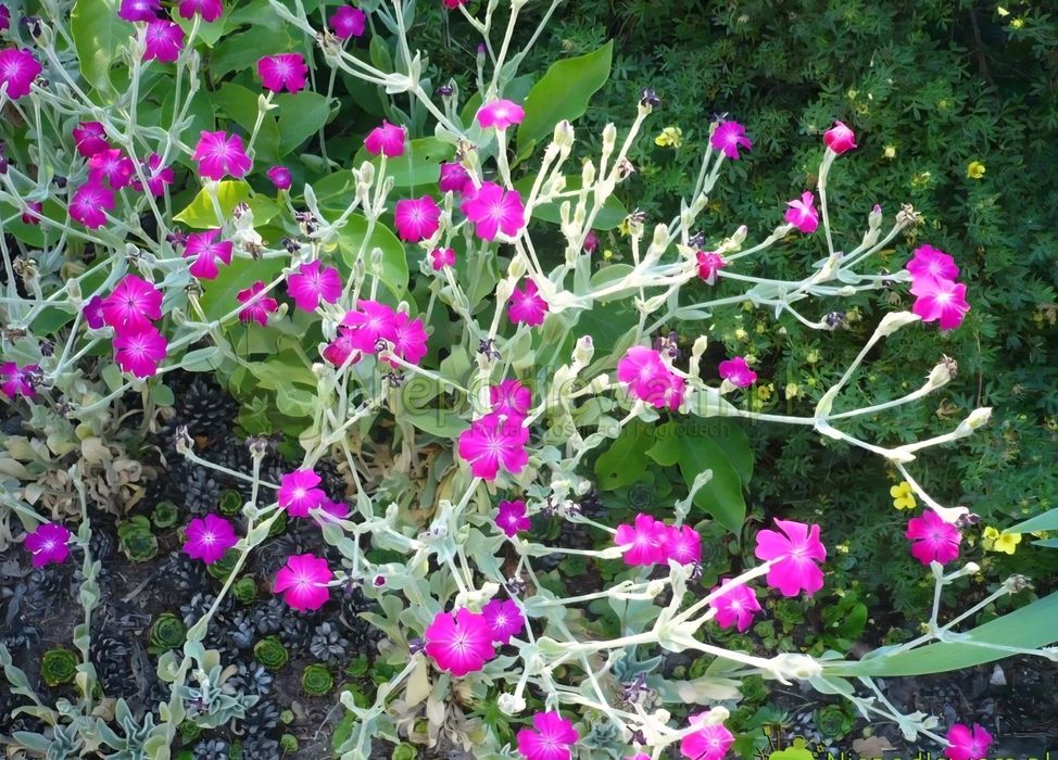 Sadzonki hosty, firletka kwiecista purpurowa, Zamioculcas