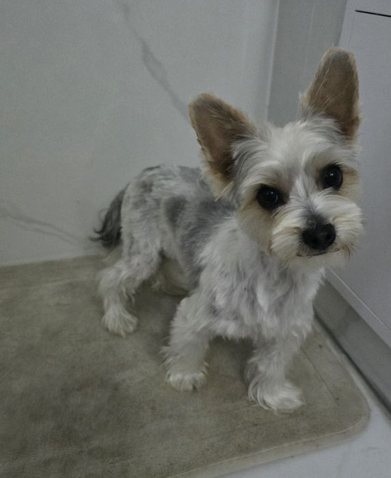 Sunia Yorkshire Terrier Color