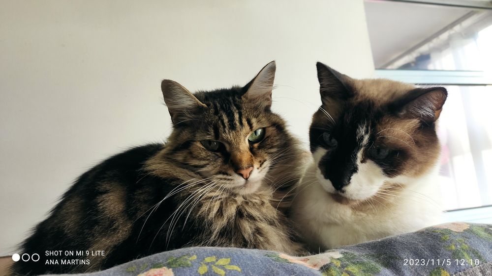 Pet Sitting & Reiki 4 Pets em Viseu