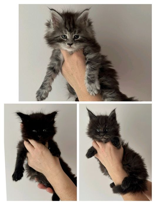 Maine coon FPL koteczki