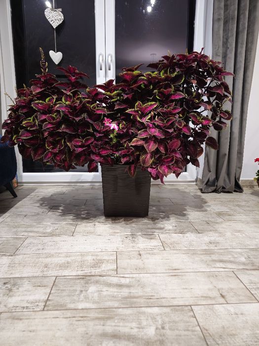 Pokrzywa ozdobna  koleus