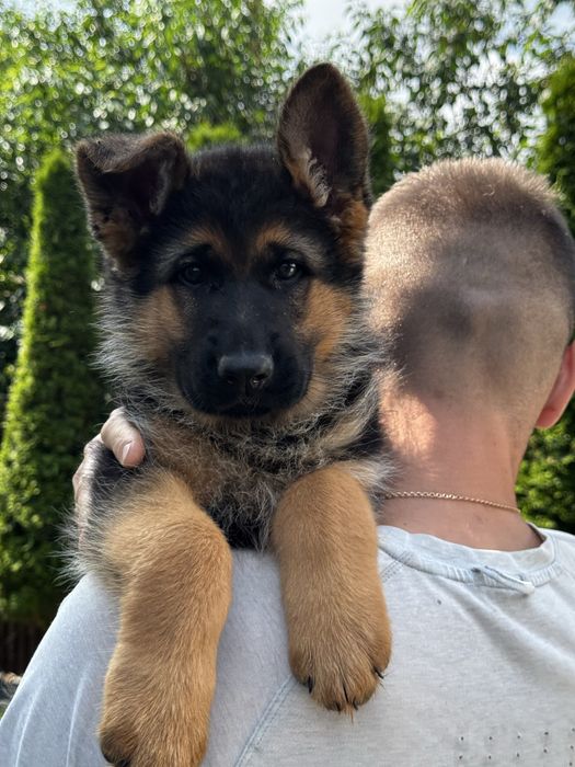 Цуценята німецької вівчарки