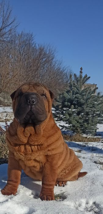 Щенок из Дома Королевской Империи