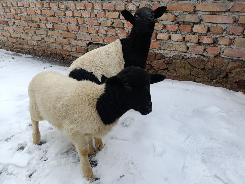 Бранці крос-дорпер