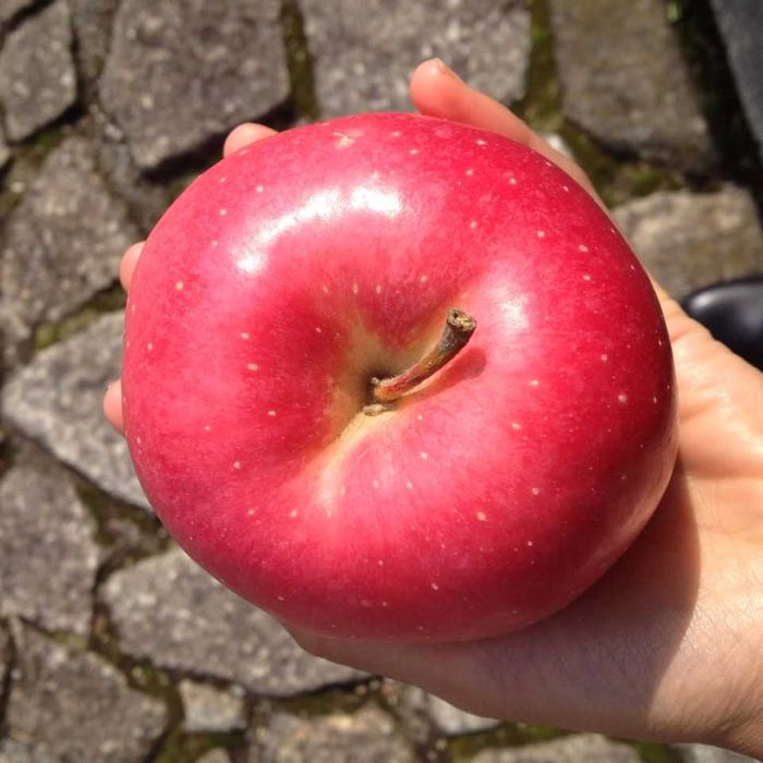 Macieira de maças GIGANTES - As maiores do mundo