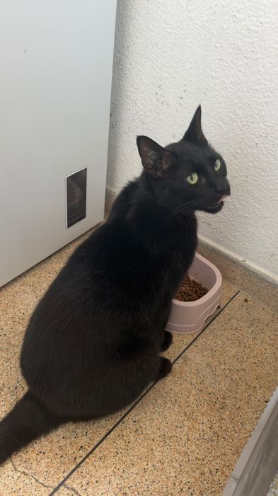 Gato para adoção