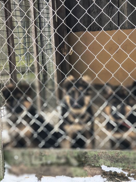 Owczarki niemieckie długo włosy