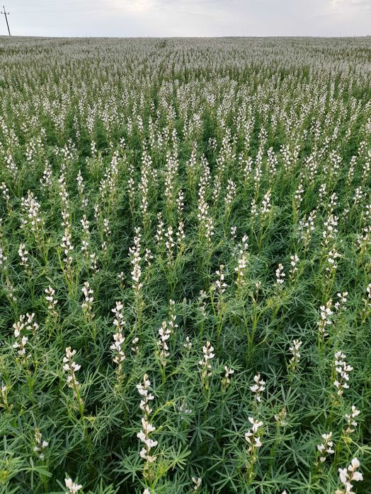 Łubin wąskolistny Zeus