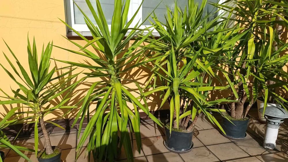 Juka Yucca małe i duże