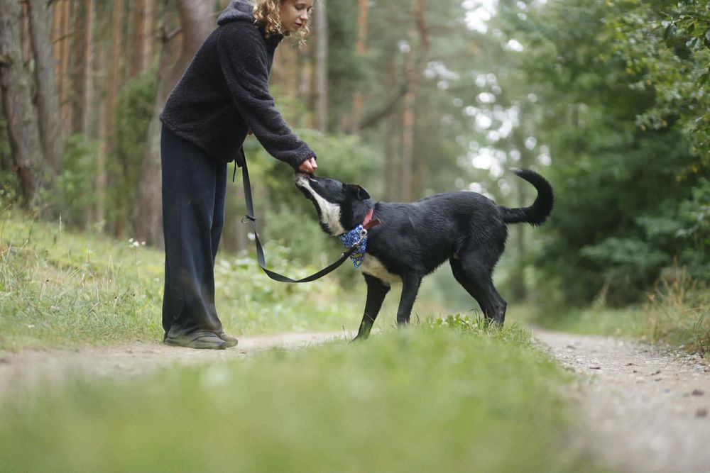 Adopcja ze schroniska - Dizel
