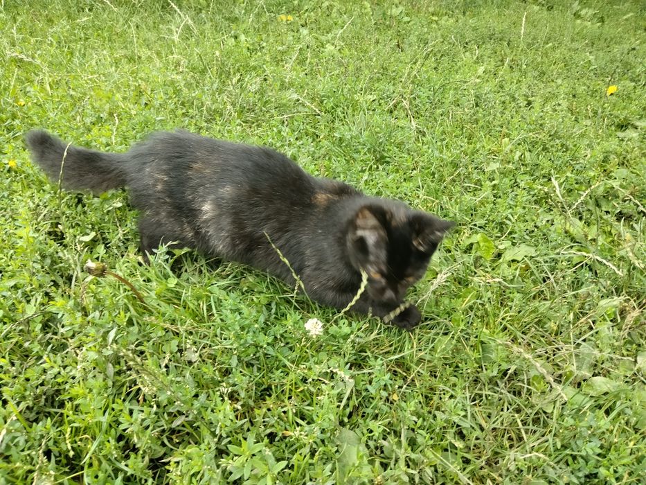 Віддам котиків в добрі руки.