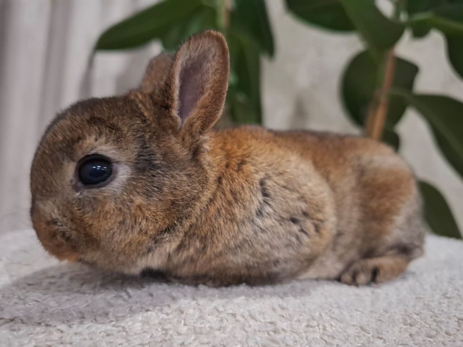 Królik króliczek karzełek rex miniaturka mini  lop