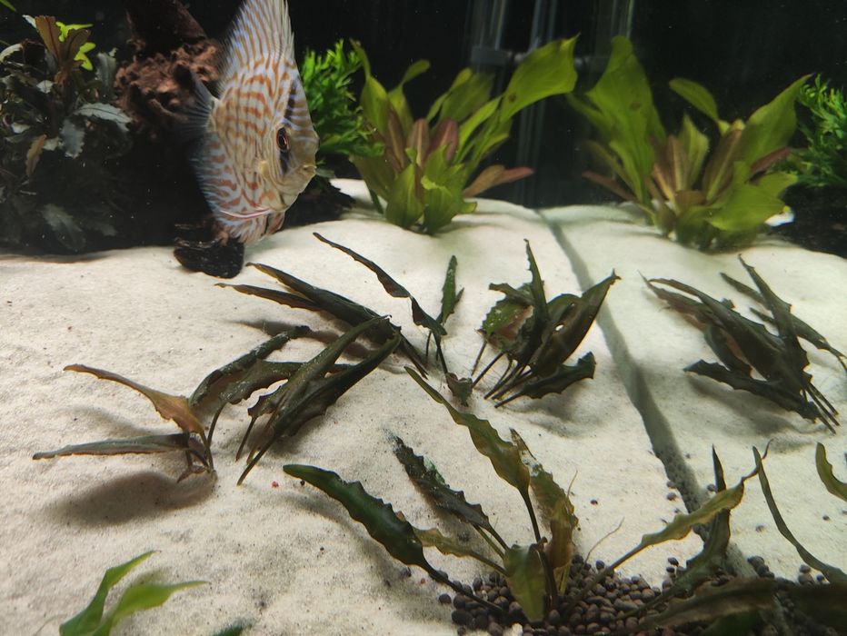 Plantas aquário diversas